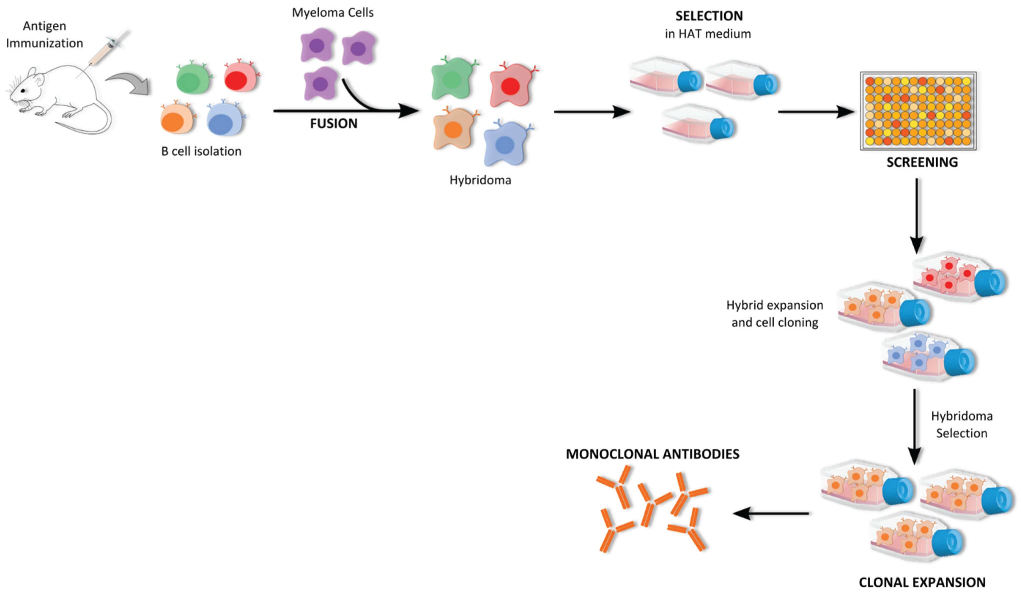 Workflow of hybridoma technology, showing mouse immunization, cell fusion, HAT selection, and clonal expansion. (OA Literature) 