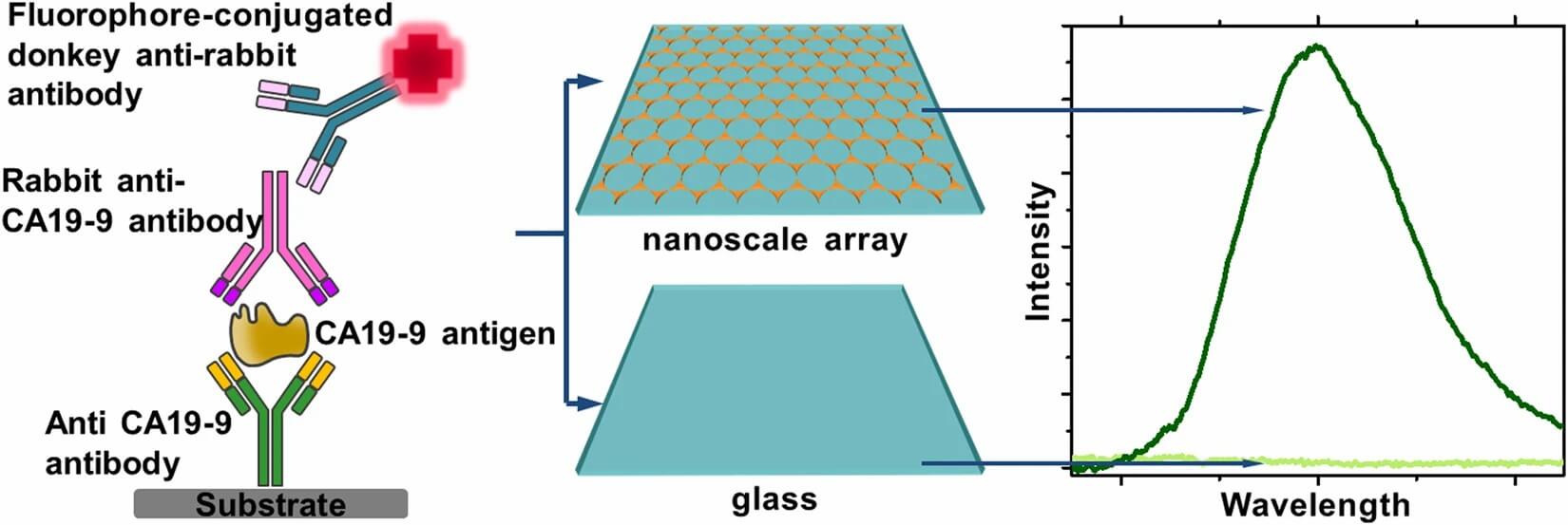 schematic diagram of a CA 19-9 sandwich protein microarray on gold nanotriangular substrates, showing enhanced near-infrared fluorescence for pancreatic cancer biomarker detection. (OA Literature) 