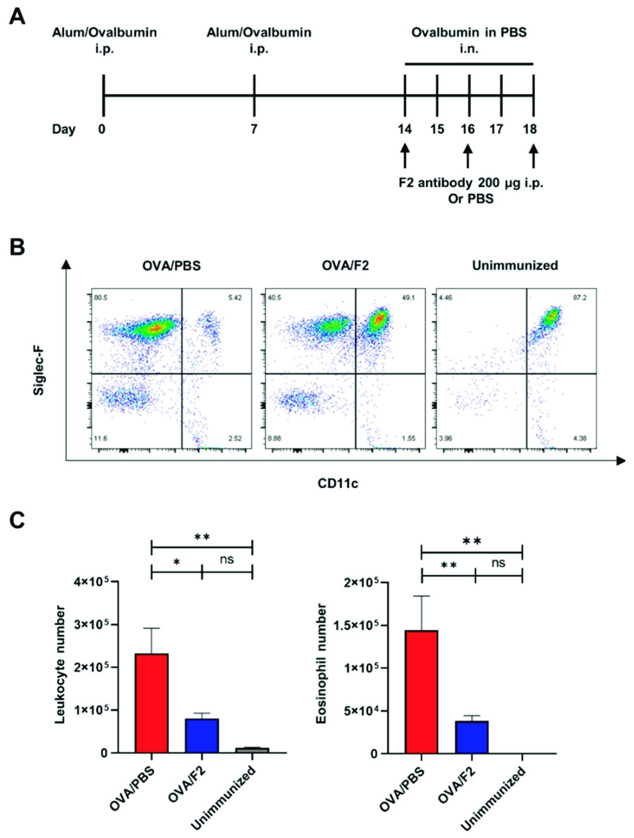 Bar graphs demonstrating that anti-sLeX mAb F2 antibody treatment significantly reduces total leukocyte and eosinophil numbers in BALF from OVA-challenged mice. (OA Literature) 
