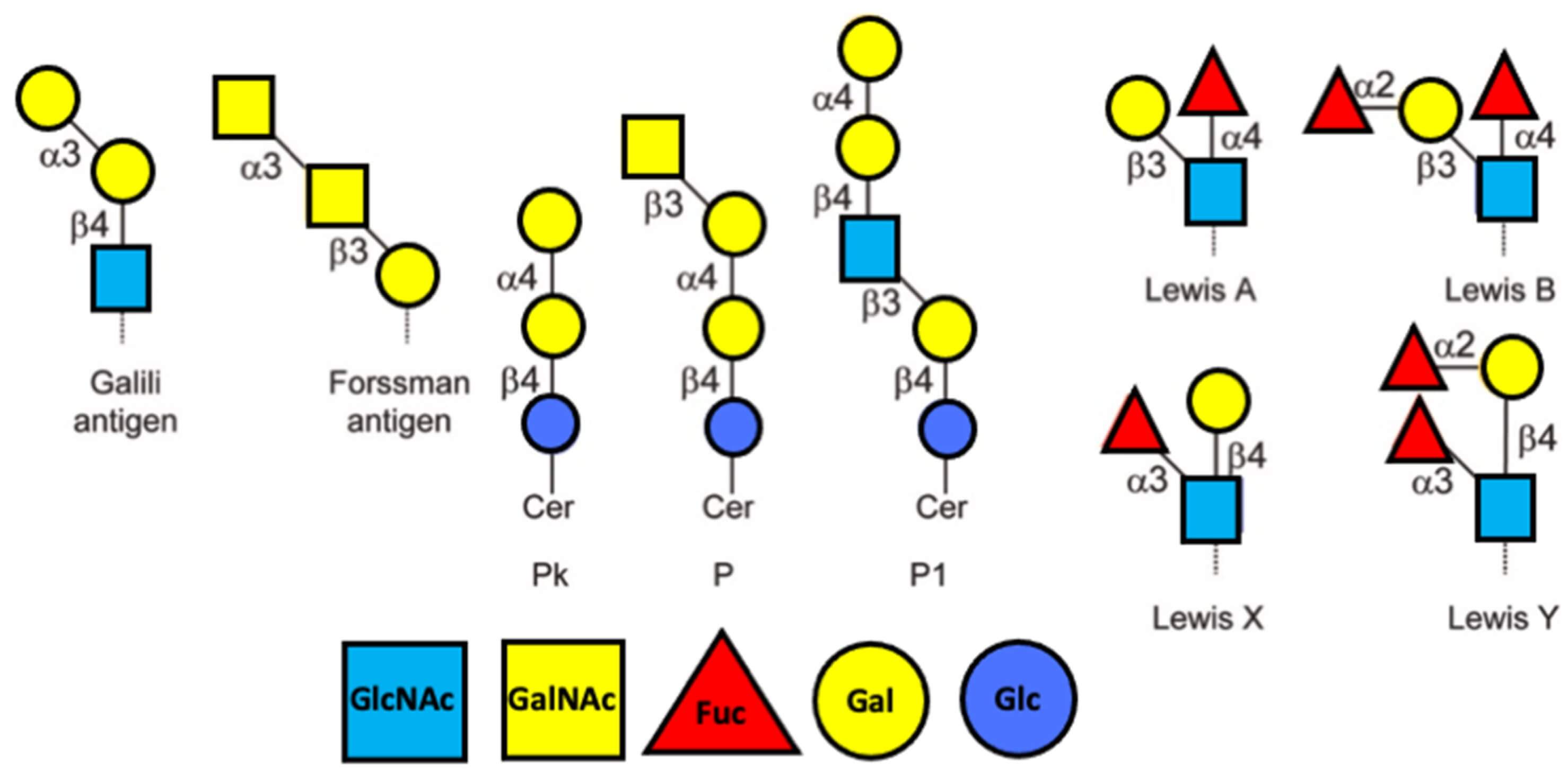 Lewis Y structure and the structure of other blood group antigens. (OA Literature) 