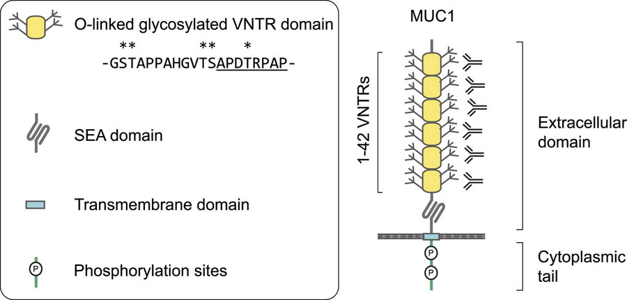Fig.1 The structure of mucin 1 (MUC1). (OA Literature) 