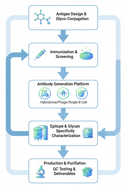 Anti-MUC1 Glycan Antibody Development Workflow. (Creative Biolabs Original)