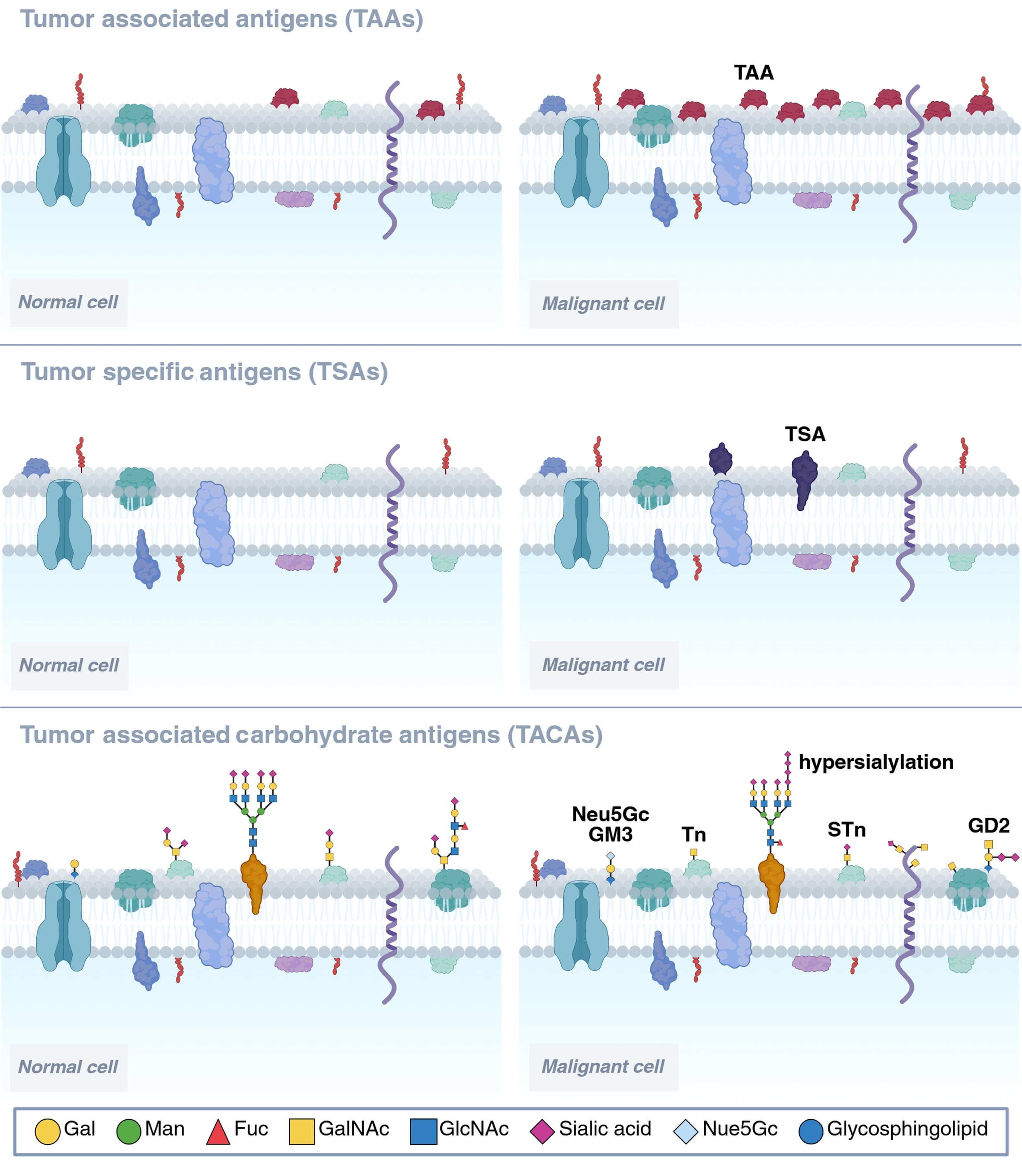 Tumor Antigen Classification: TAA, TSA, & TACA. (OA Literature) 