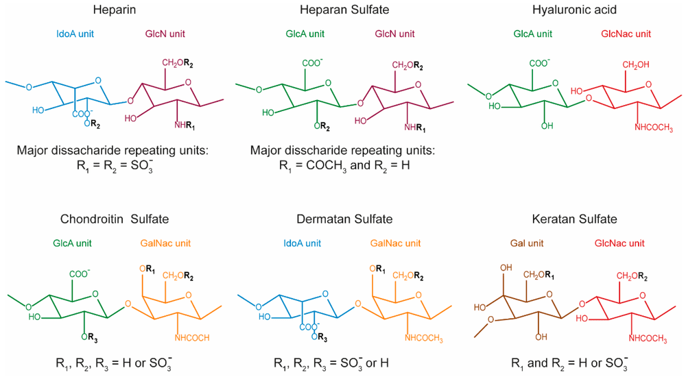 Fig.1 Common types ofglycosaminoglycans (GAGs) structures. (OA Literature)