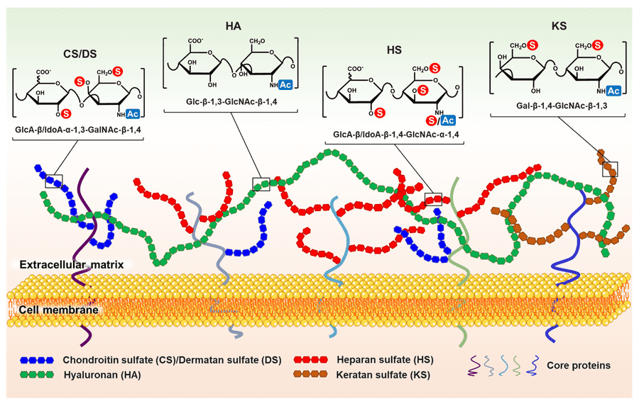 Fig.3 The schematic of structural diversity and extracellular distribution of glycosaminoglycans. (OA Literature)