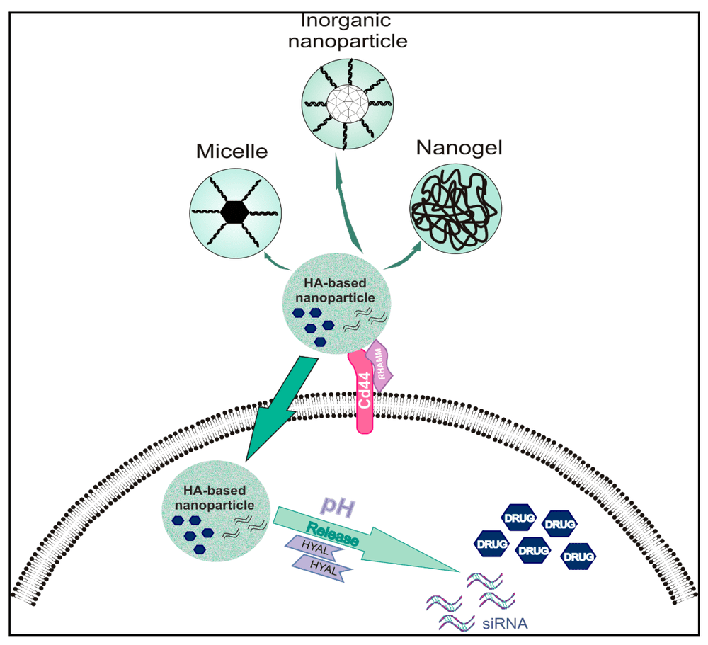 Fig.4 The schematic of hyaluronan-based nanoparticles targeting CD44/RHAMM-positive tumor cells. (OA Literature)