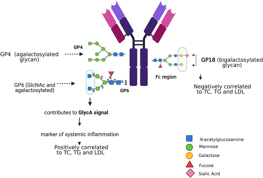 A diagram showing how N-glycan structures on an antibody's Fc region correlate with health markers. It illustrates that agalactosylated glycans are linked to inflammation and high lipid levels, while bigalactosylated glycans are linked to lower lipid levels. (OA Literature)