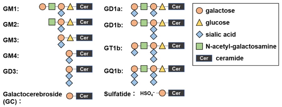 Glycolipids structures. (OA Literature)
