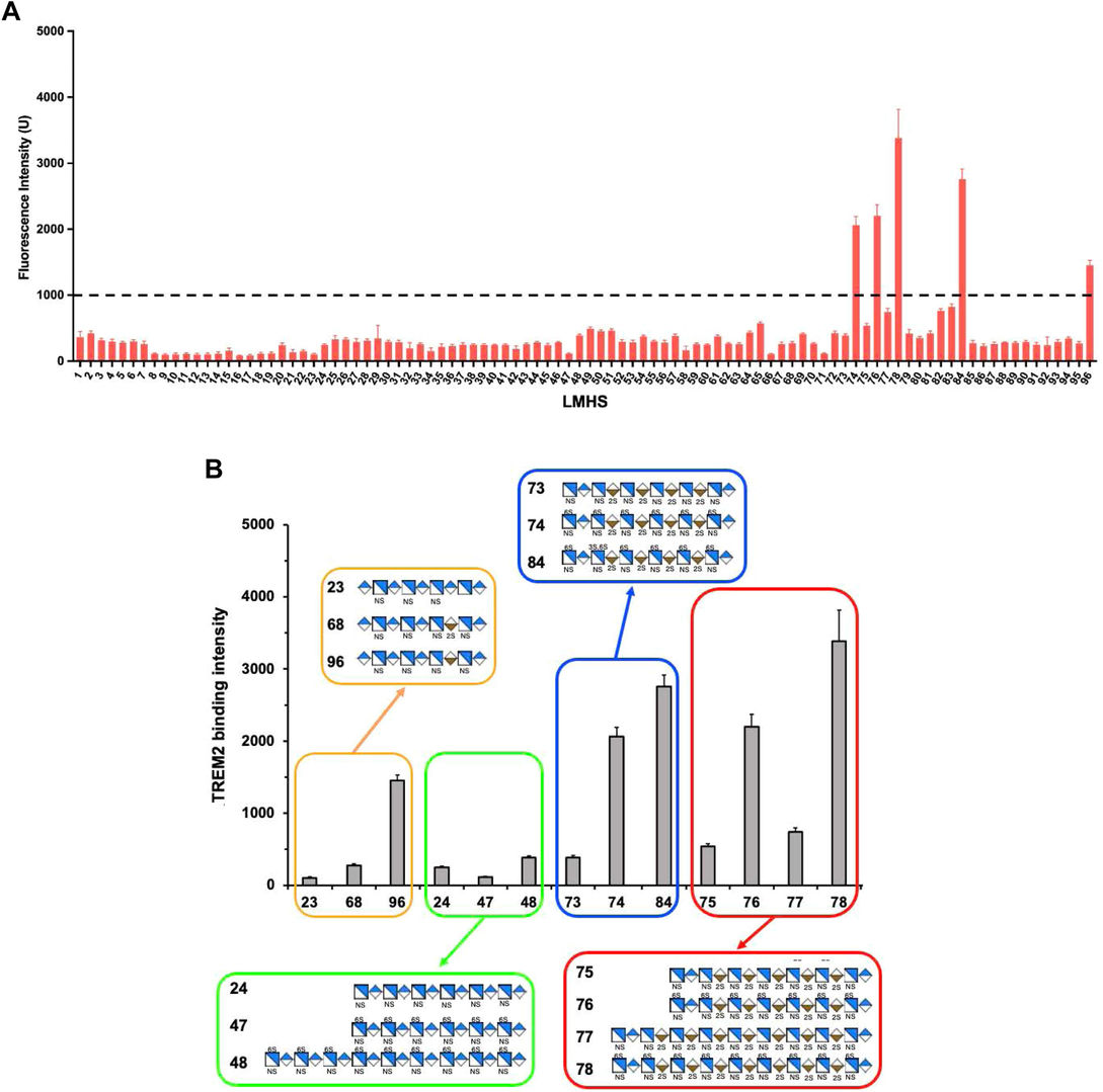 Low-molecular-weight heparan sulfate microarray showing TREM2 binding across structurally defined HS oligosaccharides with different sulfation patterns and backbone features (OA Literature)