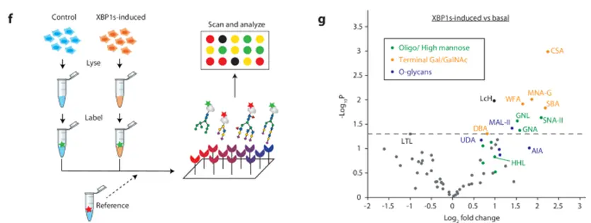 Scientific figure from a case study demonstrating how a lectin microarray was used to study high-mannose N-glycan regulation under basal or XBP1s-induced conditions. (OA Literature)