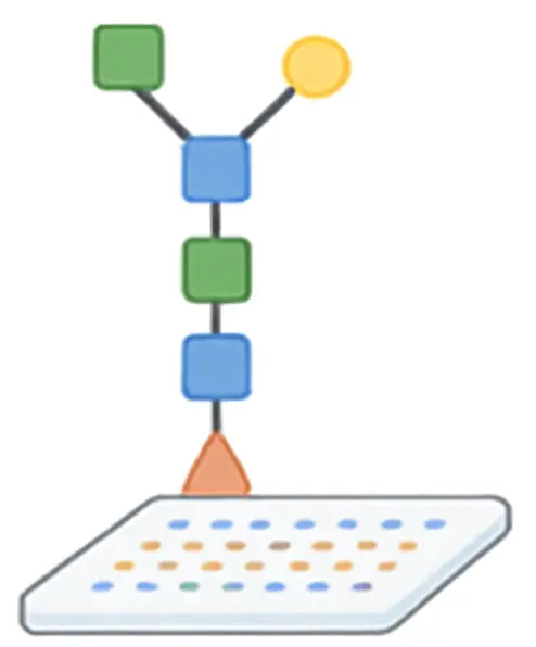 Visual representation of the 100 N-Glycan Microarray used for precise profiling of N-linked glycosylation in autoimmune disease studies. (Creative Biolabs Original)