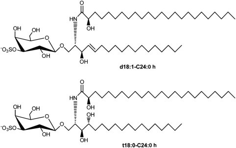 The schematic of sulfatide structure. (OA Literature) 