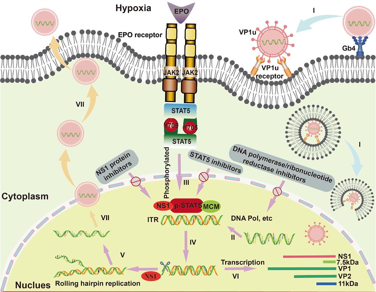 A diagram illustrating the life cycle of the B19V virus. It shows the key stages, from viral entry into an erythroid progenitor cell (EPC) to replication and final release, highlighting specific virus-host interactions at each step. (OA Literature)