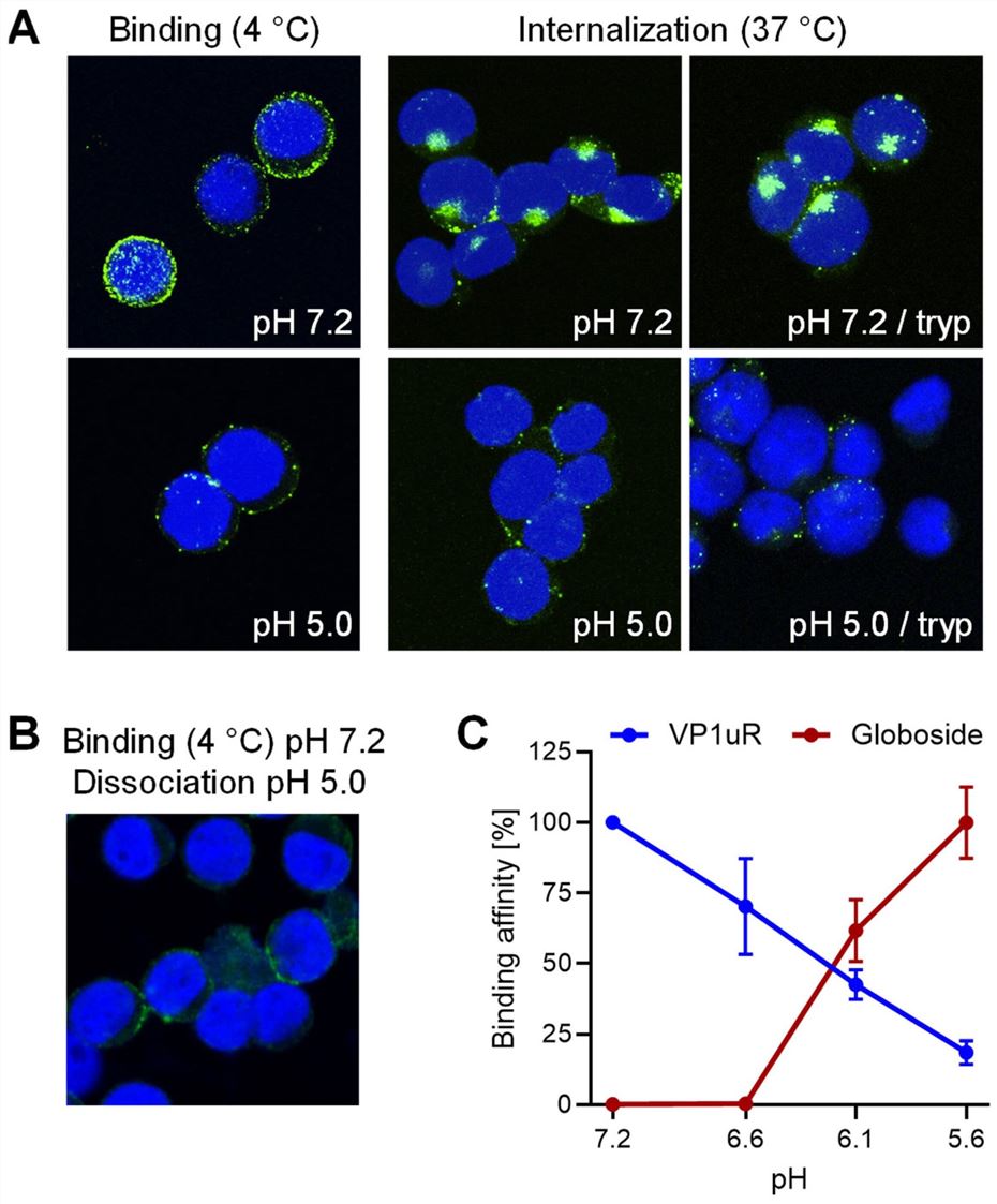 B19V Receptor Affinity is Modulated by pH. (OA Literature)
