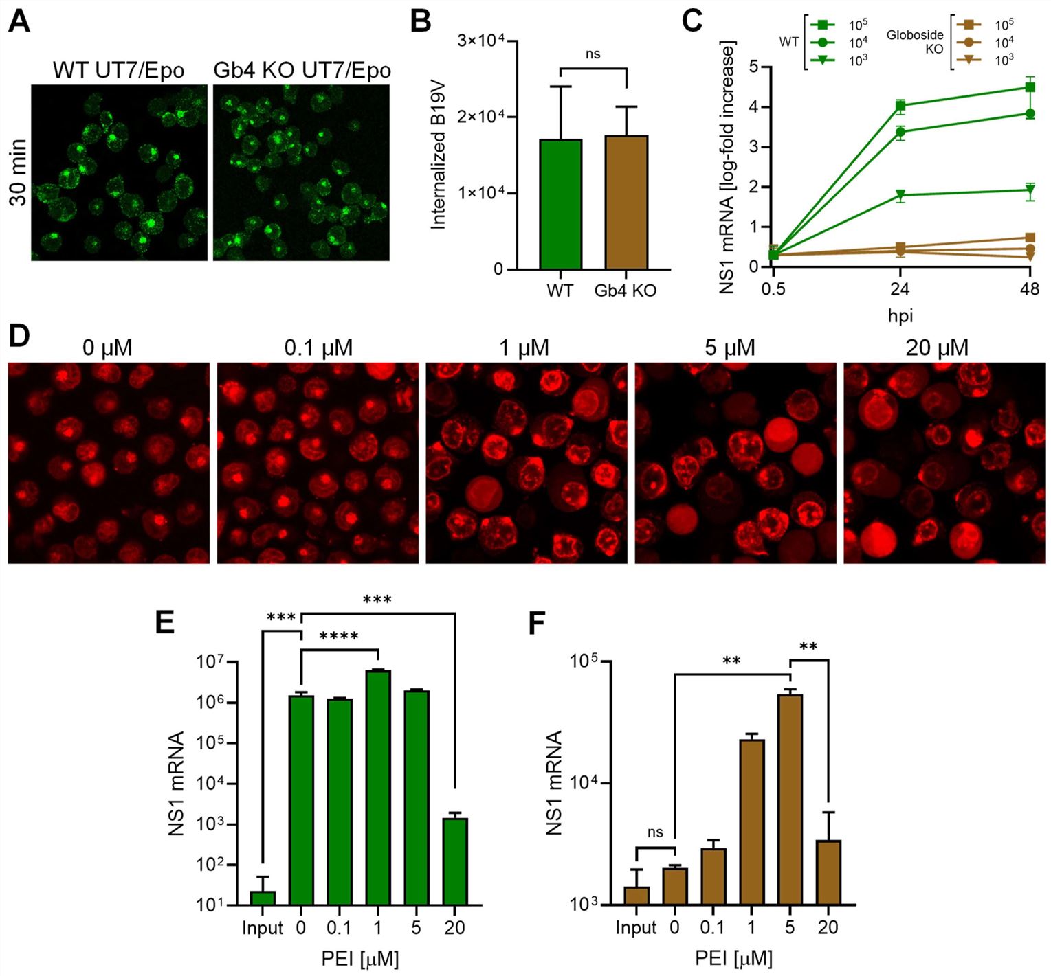 PEI-Mediated Endosomal Escape Rescues B19V Infection in Globoside KO Cells. (OA Literature) 