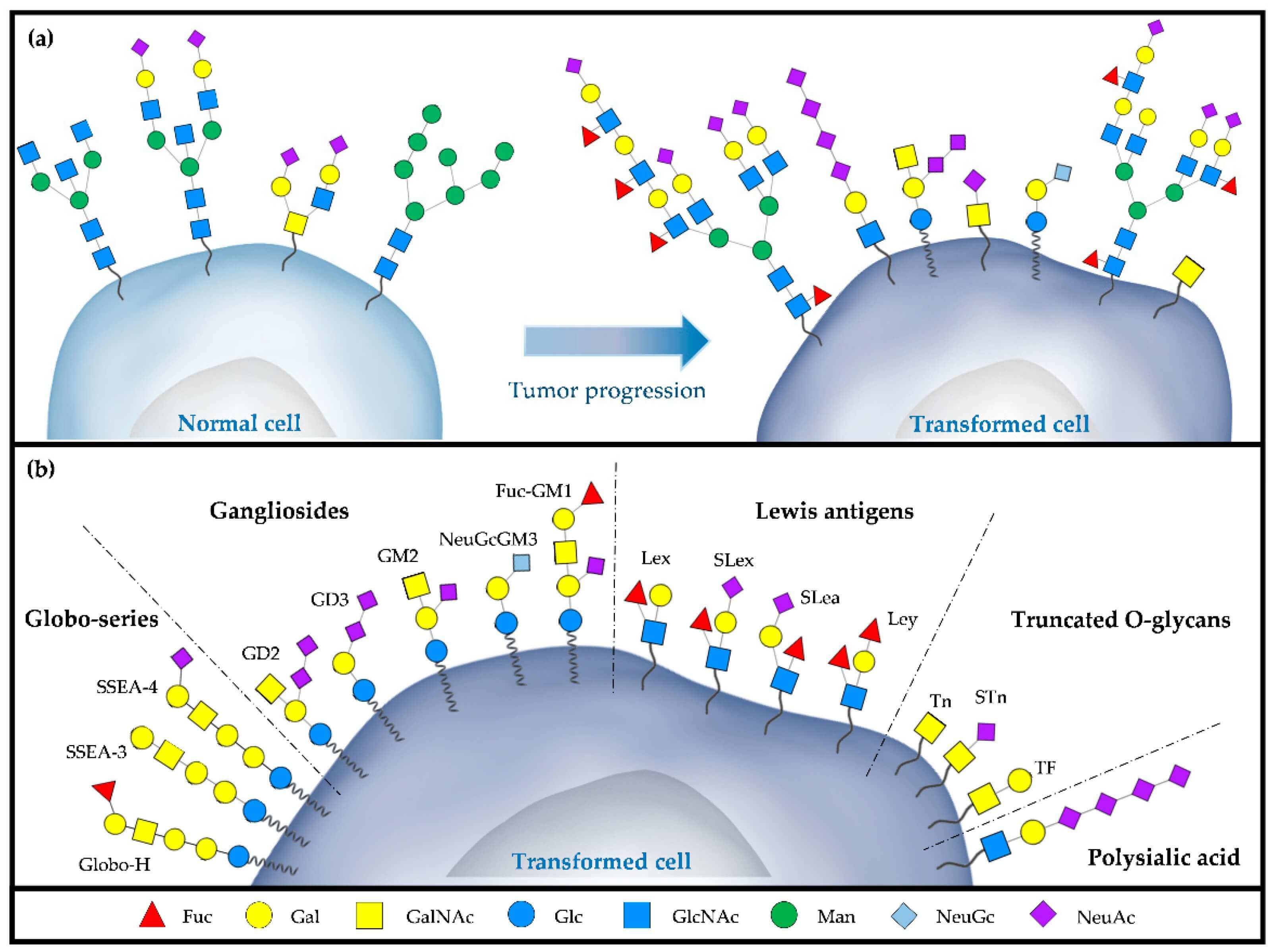 Diagram showing aberrant glycosylation and the main classes of TACAs (e.g., Gangliosides, Lewis antigens) on a tumor cell. (OA Literature)