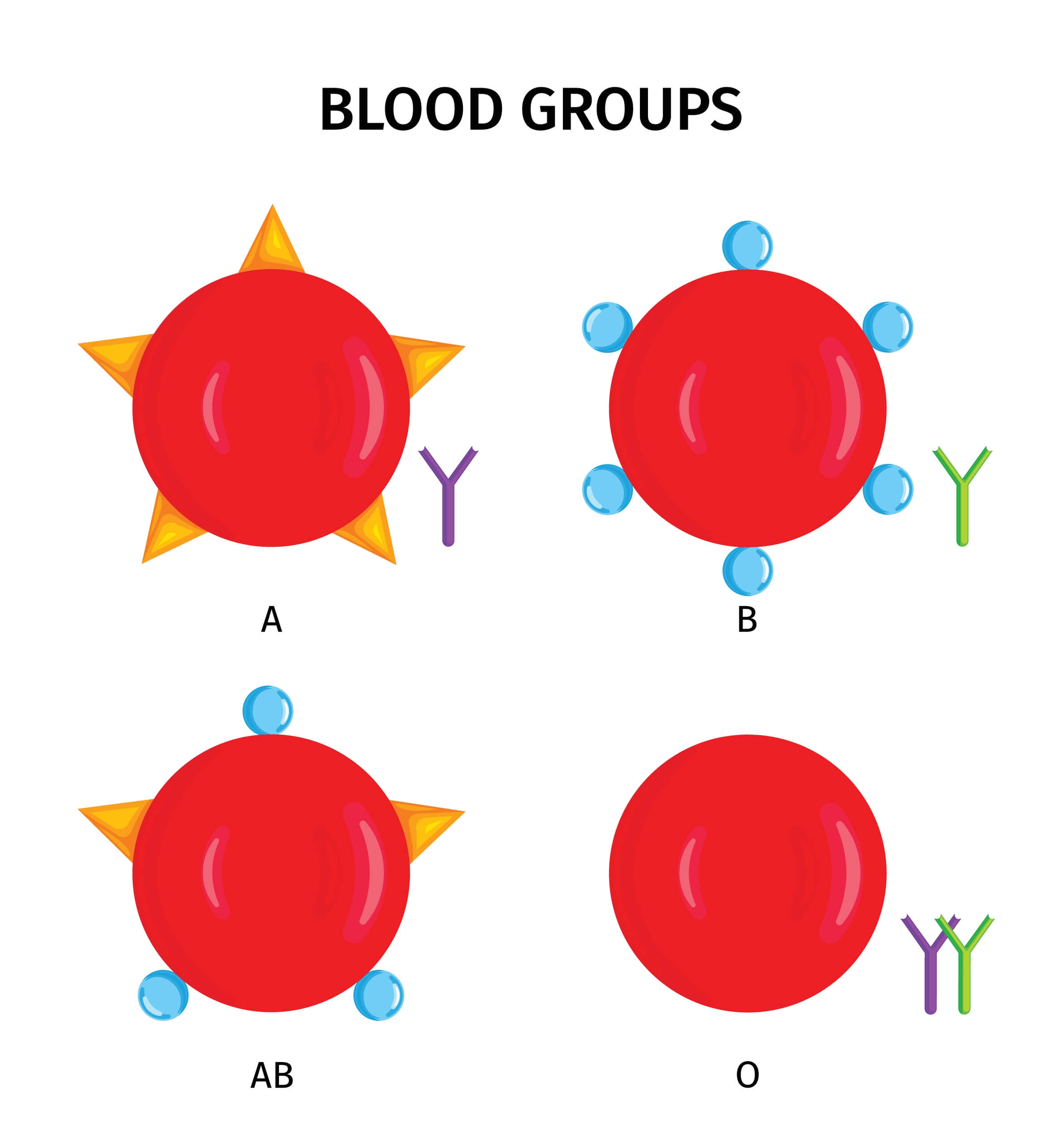 The four types of blood groups. (Creative Biolabs Authorized) 