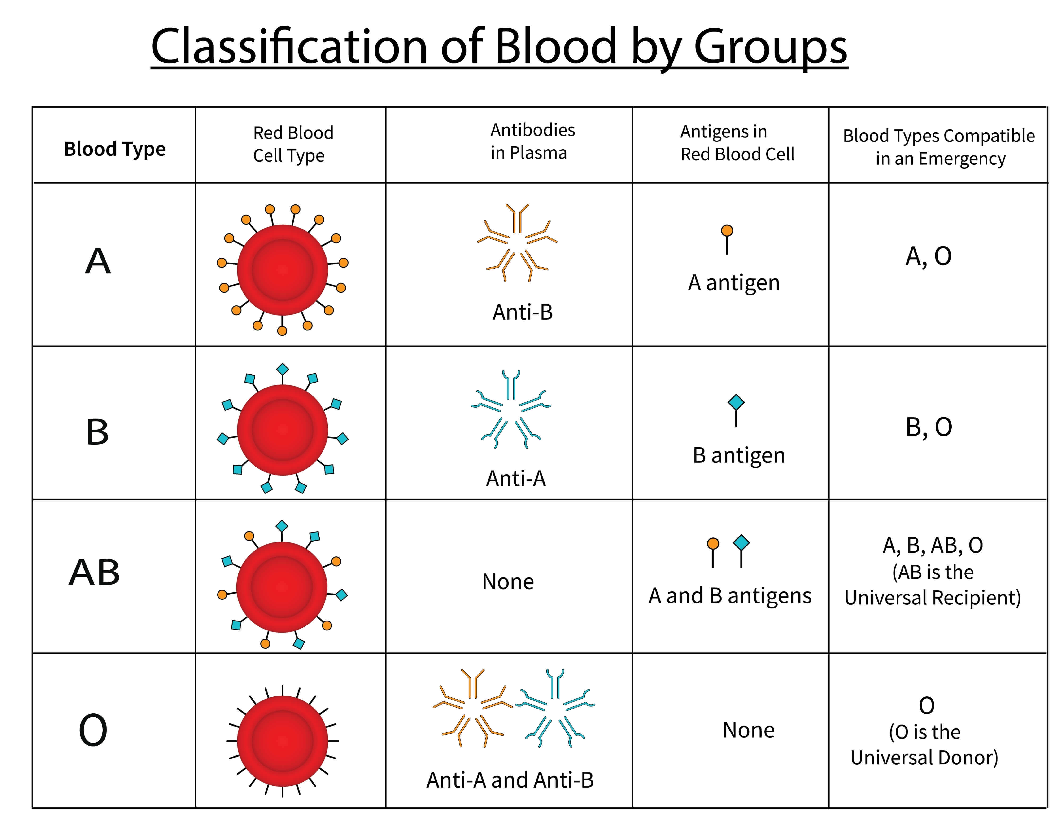 A chart of the ABO blood group system, showing the antigen on red blood cells, the antibody in plasma, and blood type compatibility for types A, B, AB, and O. (Creative Biolabs Authorized)