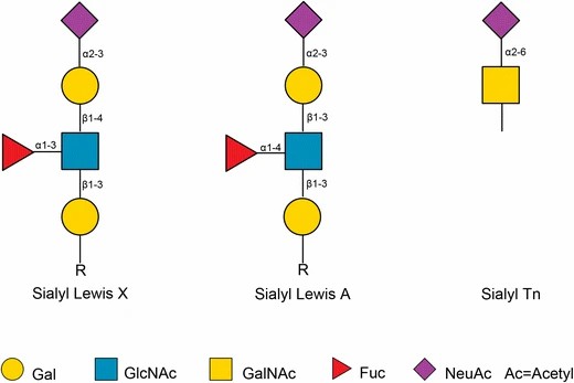 The structure of sialyl Lewis A, sialyl Lewis X and sialyl Tn. (OA Literature) 