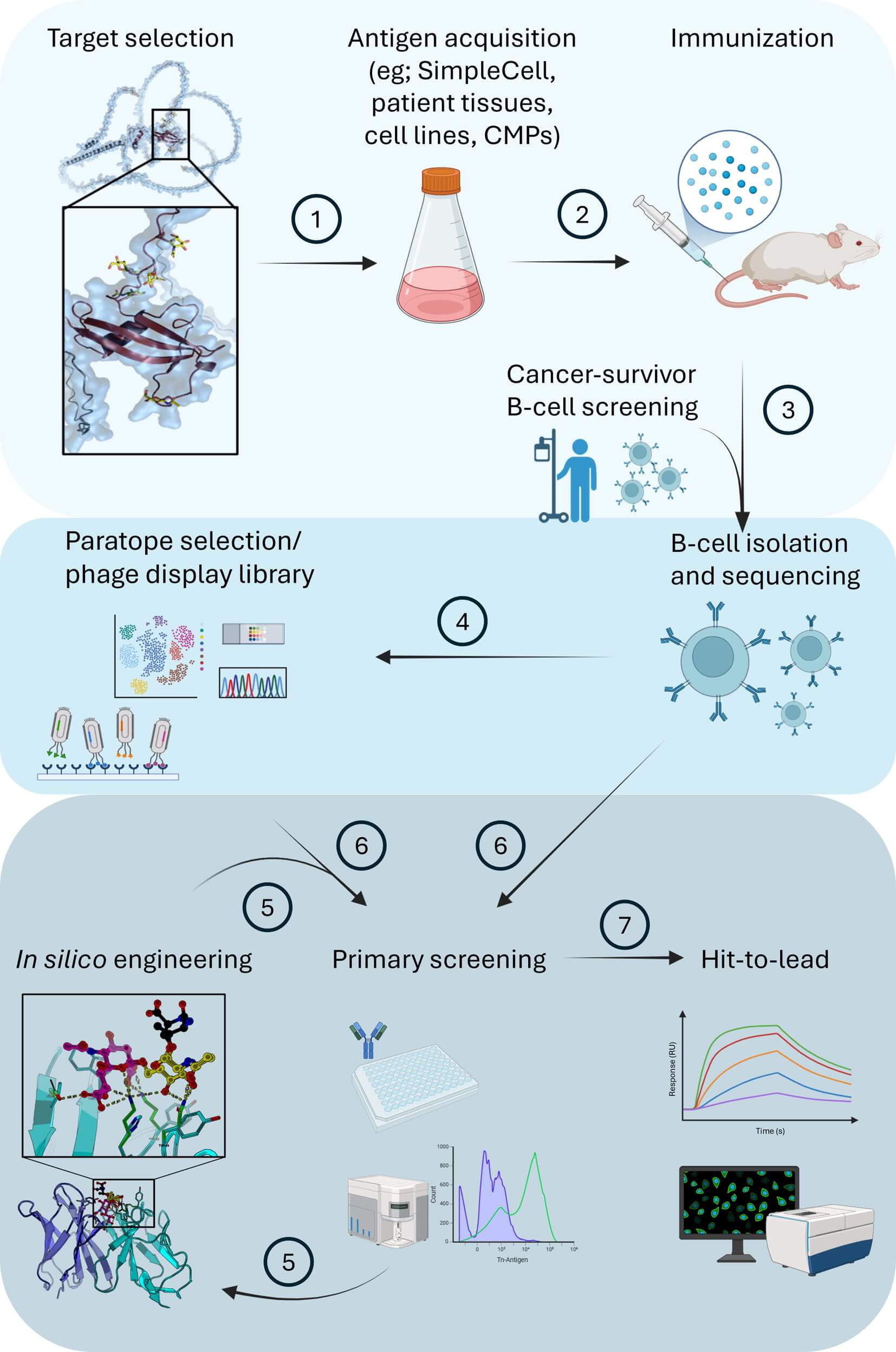 Flowchart illustrating the workflow for anti-TACA antibody discovery and engineering, including target selection, antigen preparation, screening, and optimization. (OA Literature) 