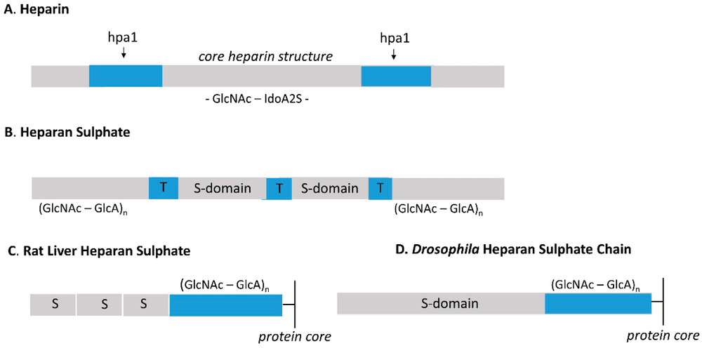 Fig.1 Diagram illustrating the structural difference between the continuous sulfation of heparin and the distinct S-domains and NA-domains of heparan sulfate. (OA Literature)