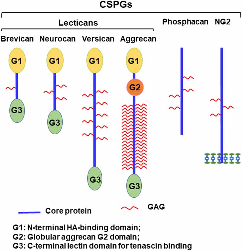 Fig.1 Schematic diagram illustrating the core protein domains and glycosaminoglycan chains of CNS CSPGs including Aggrecan, Brevican, Neurocan, Versican, Phosphacan, and NG2. (OA Literature)