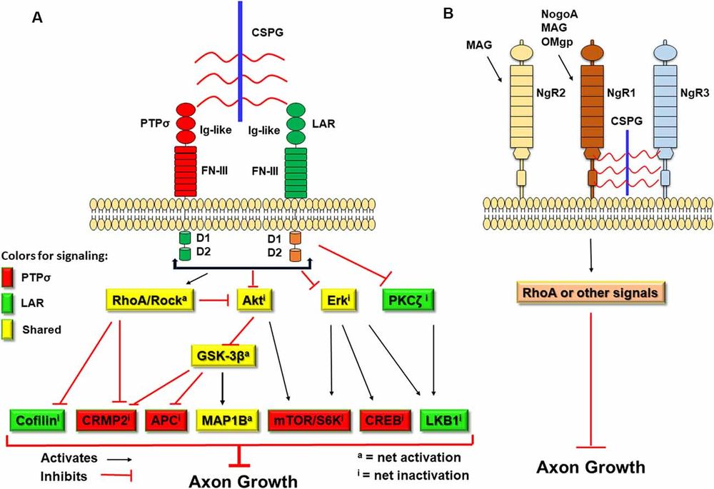 Fig.2 Illustration of neuronal transmembrane receptors PTPsigma, LAR, and NgR interacting with CSPGs to activate RhoA and inhibit Akt/Erk signaling pathways. (OA Literature)