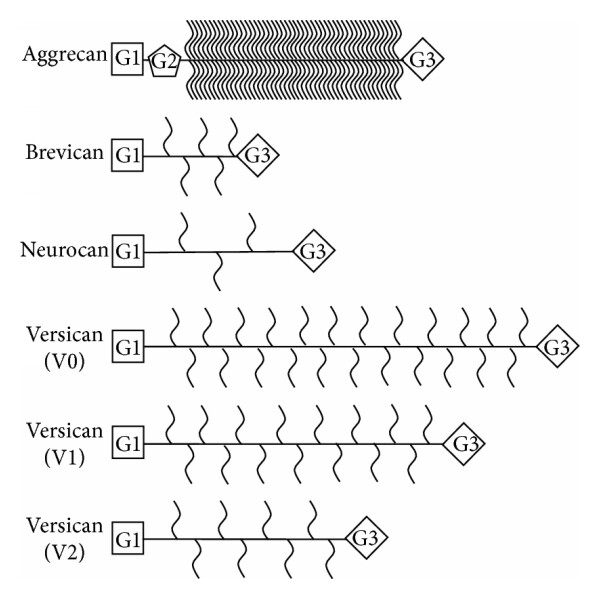 Fig.3 Schematic structure of CNS chondroitin sulfate proteoglycans including lecticans, phosphacan, and NG2 showing core proteins and GAG side chains. (OA Literature)