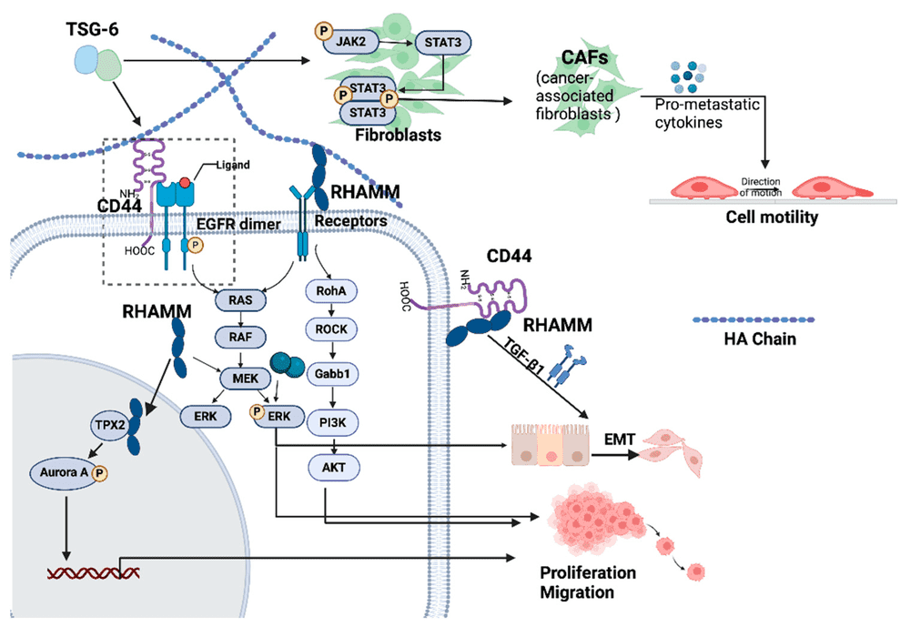 Fig.1 Schematic diagram illustrating the molecular signaling pathways involving Hyaluronic Acid, CD44, and RHAMM in regulating tumor cell proliferation, motility, and metastasis. (OA Literature)