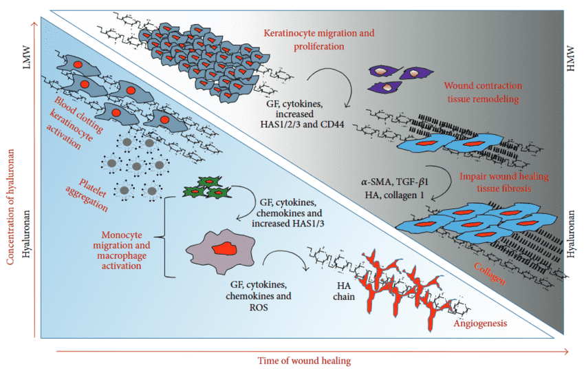 Fig.1 Schematic diagram illustrating the timeline of wound repair phases and the molecular shift towards fibrosis involving hyaluronan, TGF-beta1, and collagen deposition. (OA Literature)
