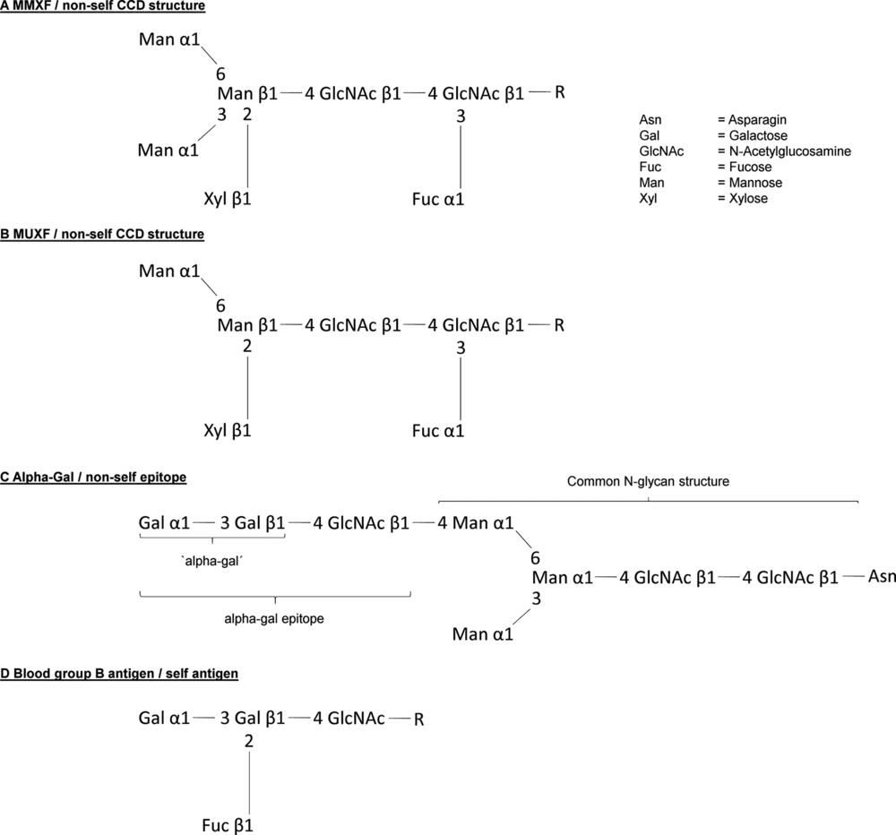 Fig.1 representative CCD structures MMXF and MUXF with core alpha1,3-fucose and beta1,2-xylose on non-self N-glycans. (OA Literature)