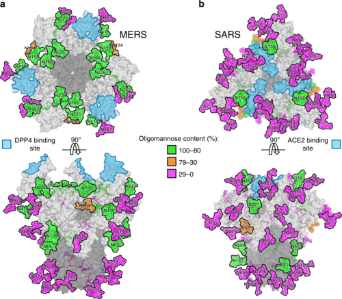 Fig.1 3D structural models of MERS-CoV and SARS-CoV spike proteins comparing glycan shield density and oligomannose clusters versus dispersed complex glycans. (OA Literature)