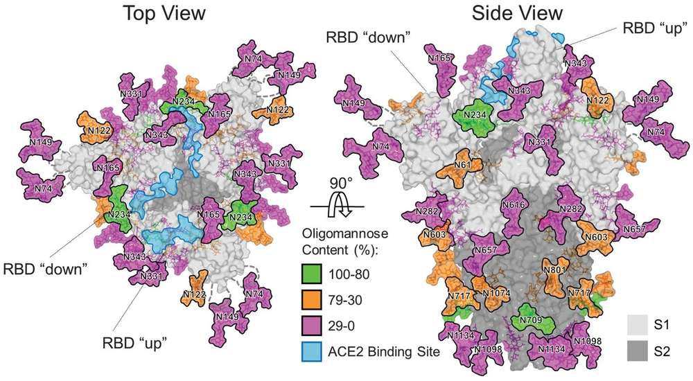Fig.1 3D structural model of SARS-CoV-2 spike trimer showing site-specific N-linked glycan distribution and shielding of the receptor binding domain. (OA Literature)