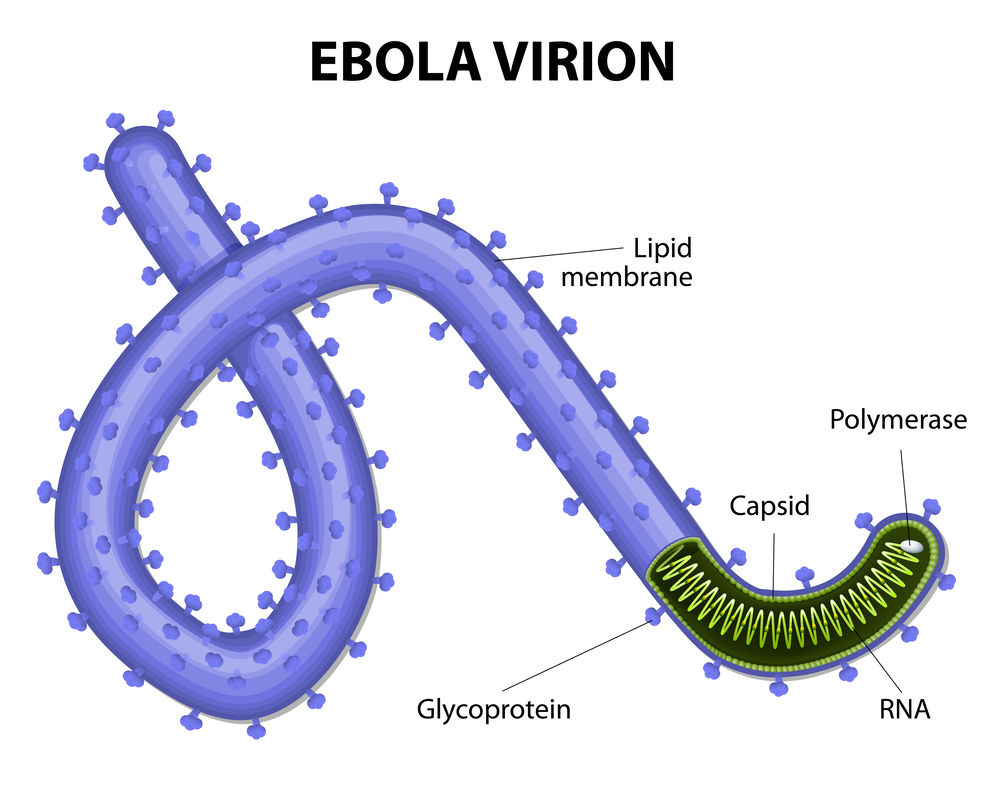 Structure of Ebola Virus. (Creative Biolabs Authorized)