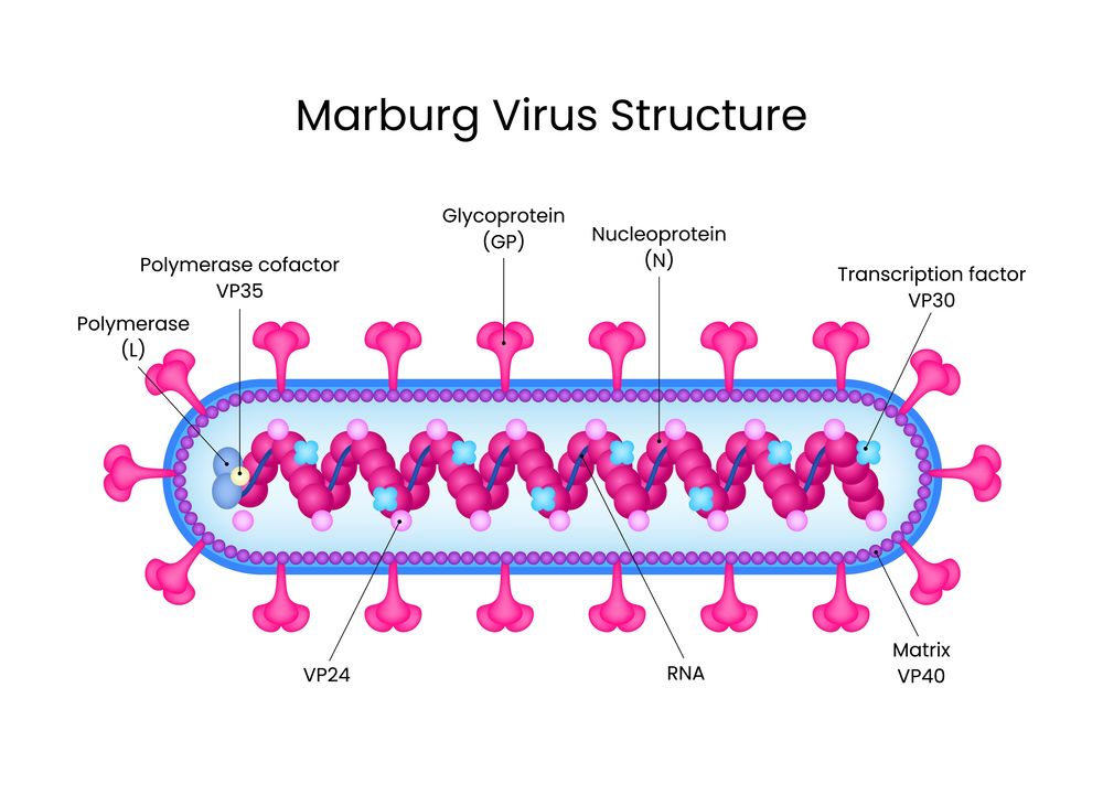 Structure of Marburg Virus. (Creative Biolabs Authorized)