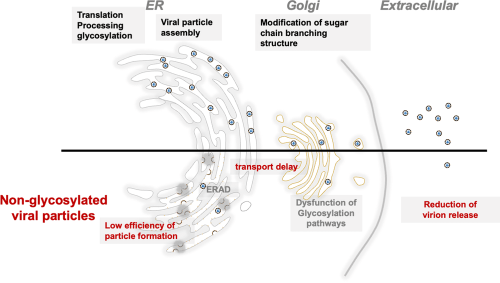 Fig.1 Schematic model illustrating the role of N-linked glycosylation in Flavivirus E protein folding, ER solubility, and the prevention of ERAD-mediated degradation during viral particle secretion. (OA Literature)