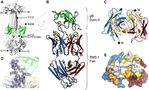 Fig.1 Structural model of Human Cytomegalovirus glycoprotein B Domain II complexed with human neutralizing antibody SM5-1 Fab fragment. (OA Literature)