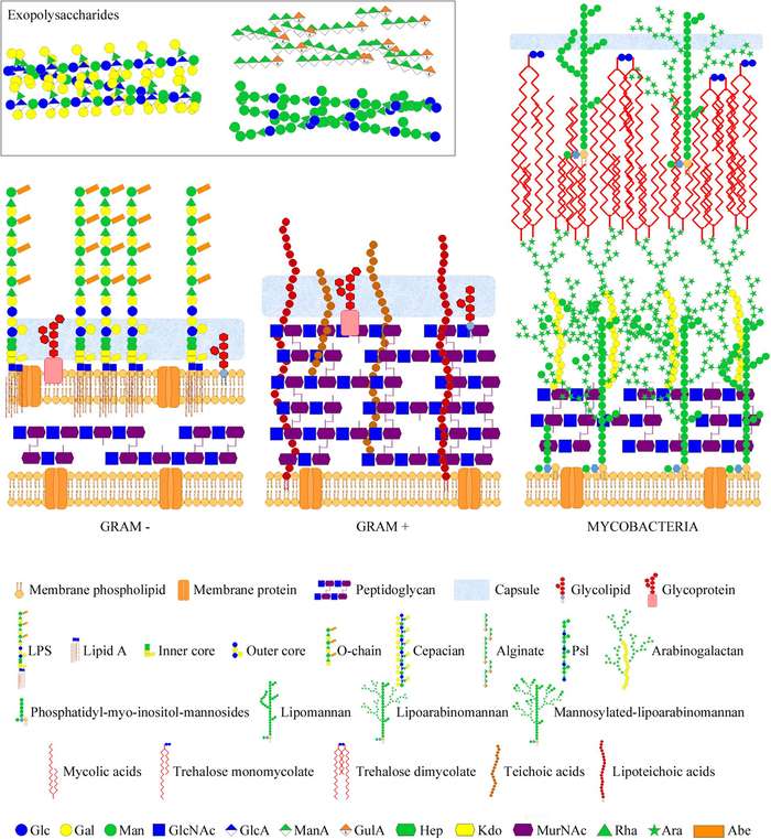 Fig.2 Schematic comparison of Gram-negative and Gram-positive bacterial cell walls highlighting the structural arrangement of Lipopolysaccharides (LPS) and Lipoteichoic Acids (LTA). (OA Literature)