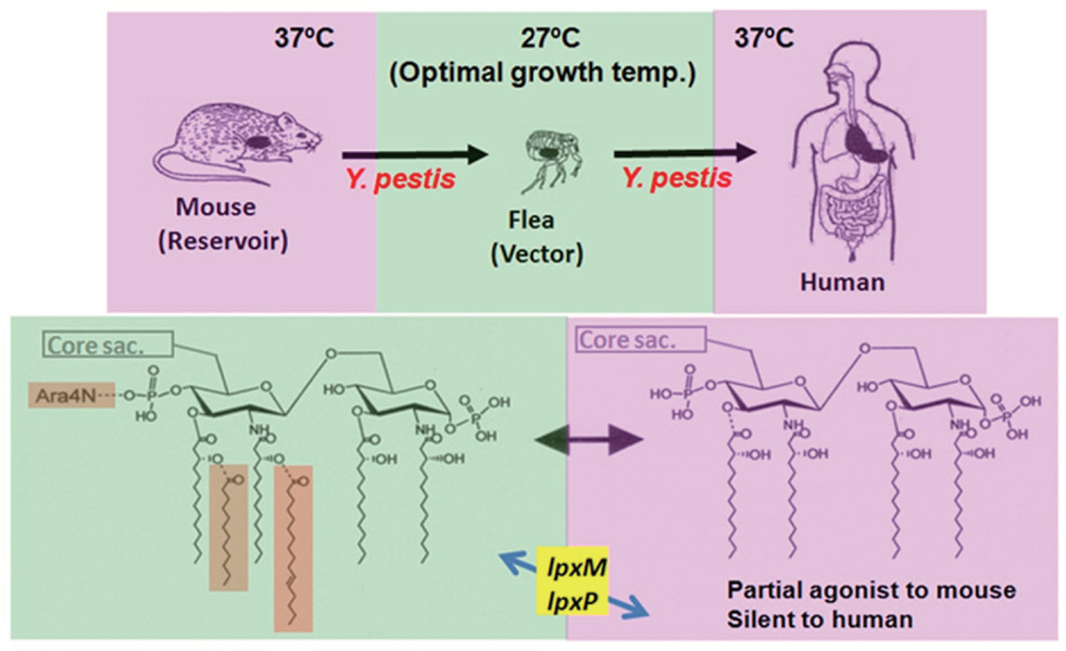 Fig.2 Schematic of Yersinia pestis infection cycle showing temperature-dependent Lipid A acylation shift from hexa-acylated to tetra-acylated forms for immune evasion. (OA Literature)