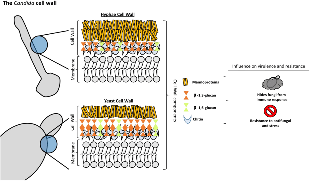 Fig.1 Candida albicans cell wall structure showing mannan beta-glucan and chitin organization. (OA Literature)