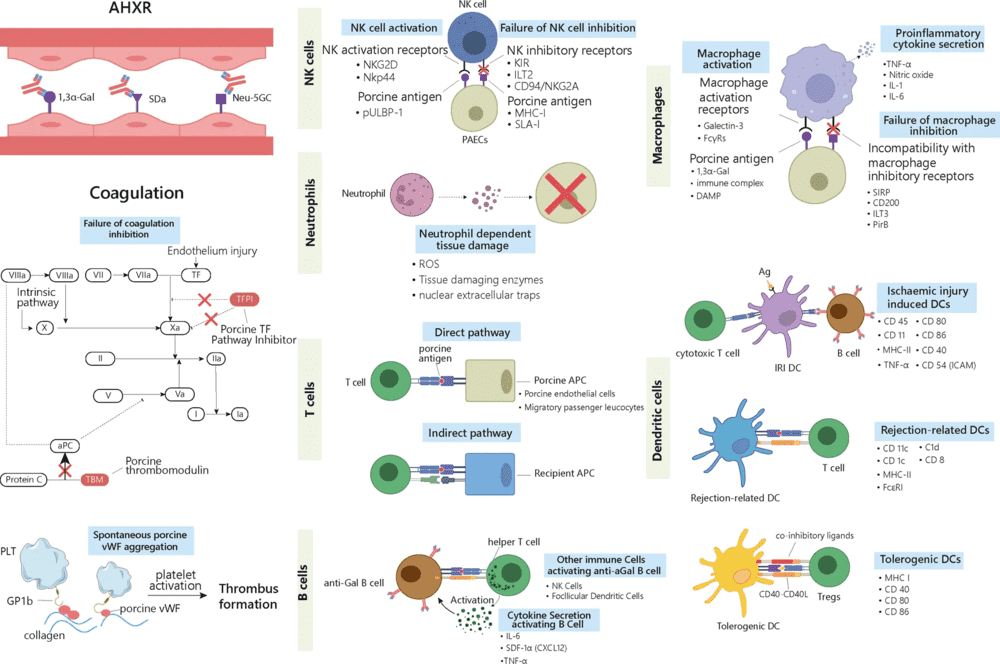 Fig.2 non-Gal xenoantigens including Neu5Gc and SDa in delayed xenograft rejection. (OA Literature)