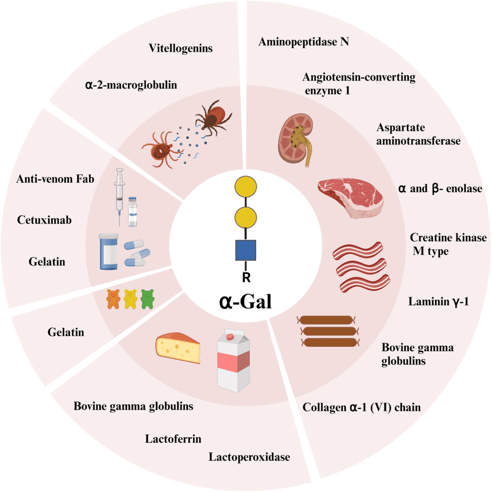 Fig.1 alpha-gal carrying molecules in foods pharmaceuticals and ticks for alpha-gal syndrome research. (OA Literature)