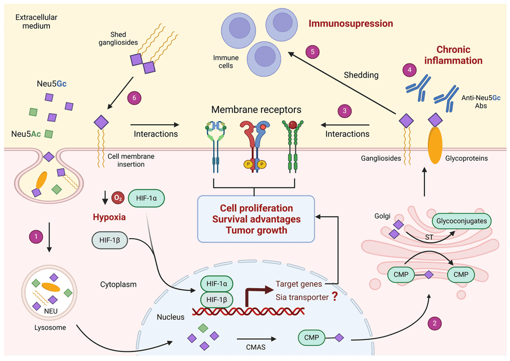 Fig. 1 Proposed role of Neu5Gc-containing glycoconjugates in cancer progression