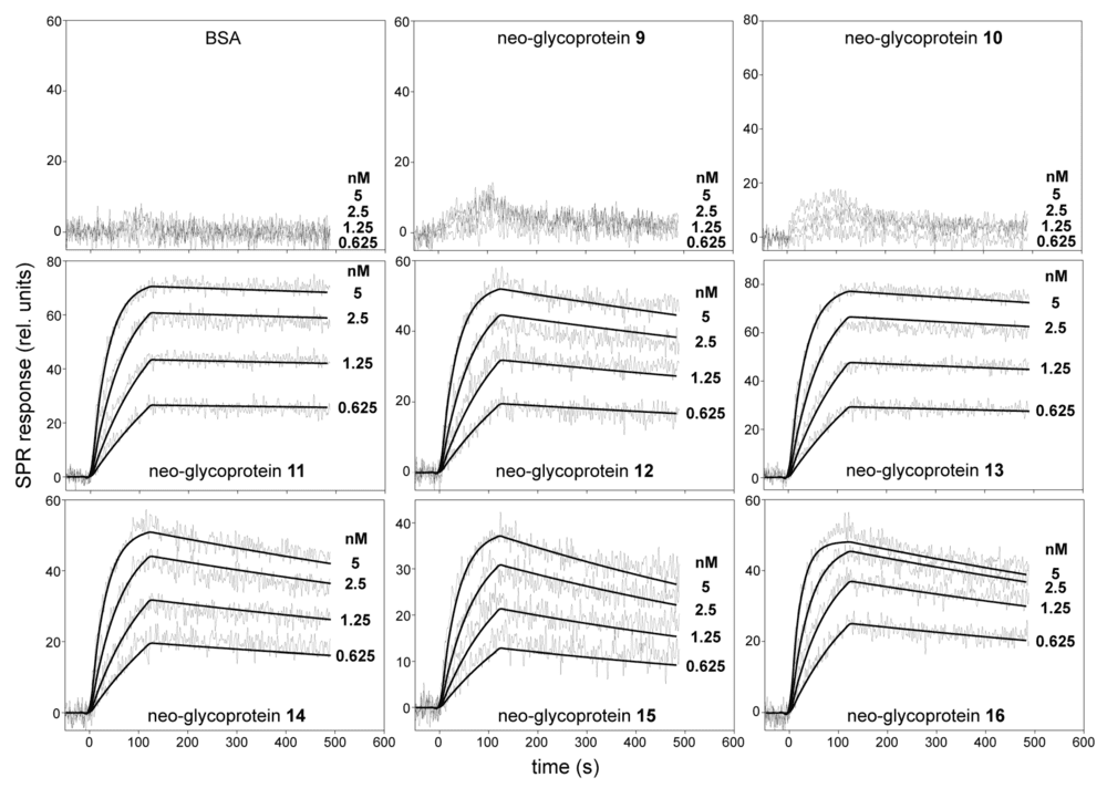 Fig. 1 SPR kinetic binding analysis of galectin-3 interactions with poly-LacNAc neo-glycoproteins. (OA Literature)