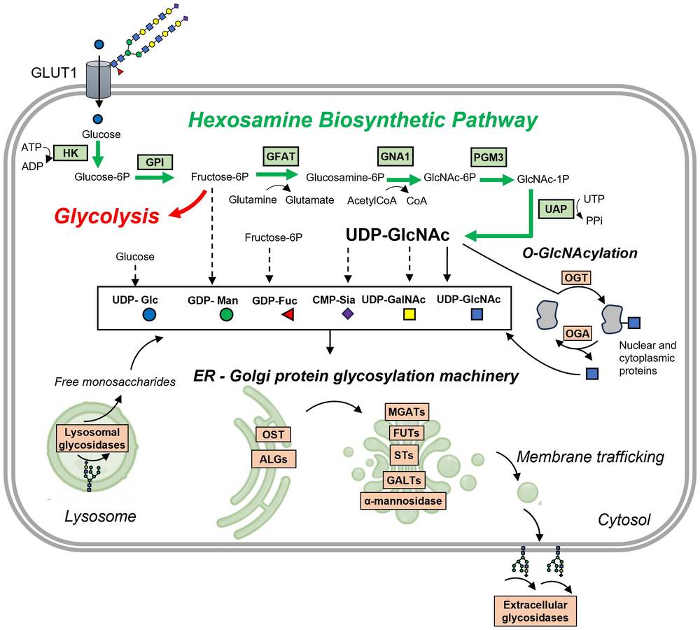 Fig. 1 Pathway view linking the hexosamine biosynthetic pathway, ER-Golgi glycosylation, O-GlcNAc cycling, and glycan turnover. (OA Literature)