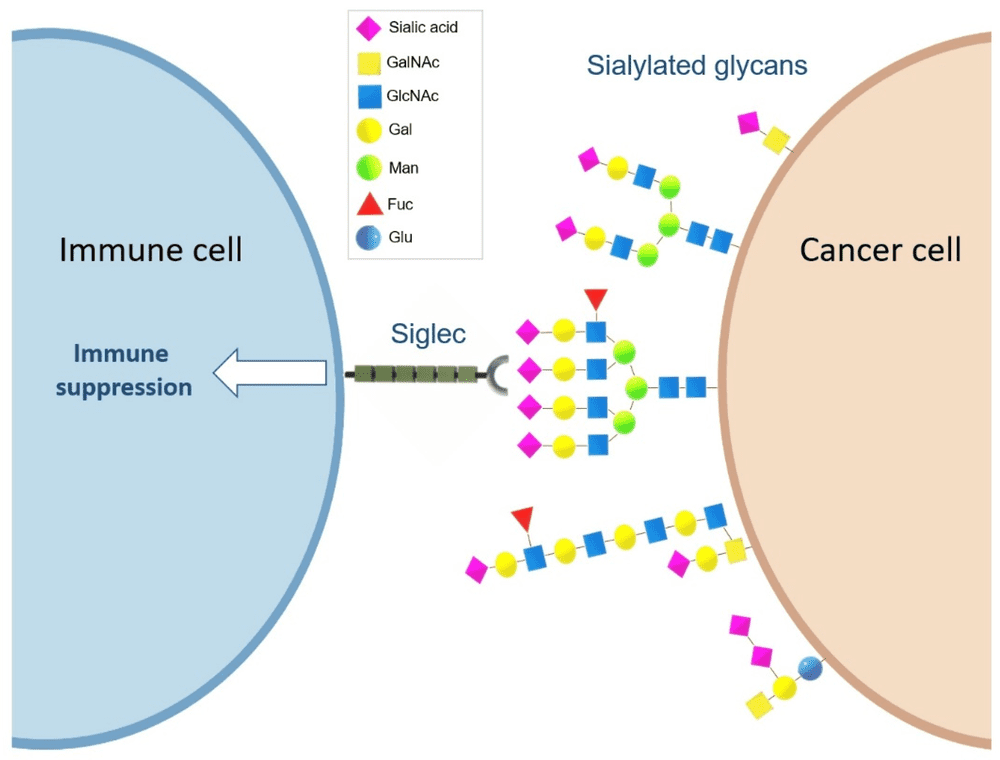 Fig.1 Siglec-sialoglycan interactions can promote an immunosuppressive tumor microenvironment. (OA Literature)