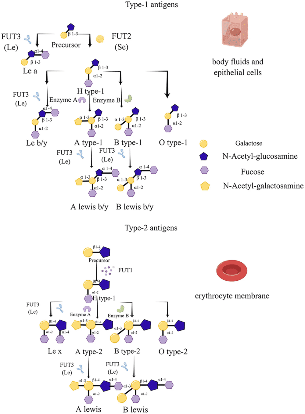 Fig.1 FUT-mediated biosynthesis routes of ABO and Lewis antigens. (OA Literature)