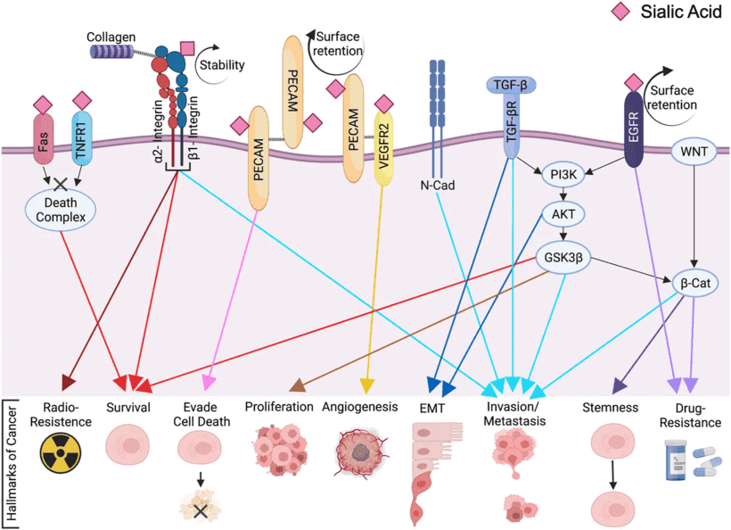Fig.1 ST6Gal1-mediated signaling pathways in cancer progression. (OA Literature)