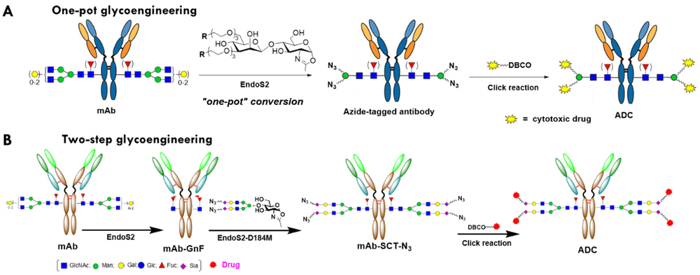 Fig.1 antibody glycan remodeling by endoglycosidase glycoengineering workflow for site-specific conjugation. (OA Literature)