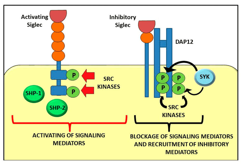 Fig.1 Signalling pathway mediated by activating and inhibitory Siglecs. (OA Literature)